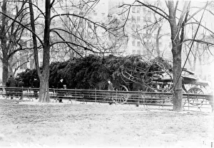 Fencing Prints: New York Tree