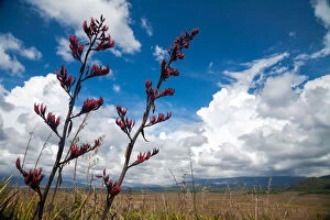Uncultivated Collection: New Zealand flax lily in bloom in Tongariro National Park