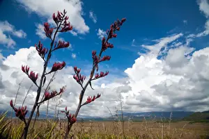 Uncultivated Prints: New Zealand flax lily in bloom in Tongariro National Park