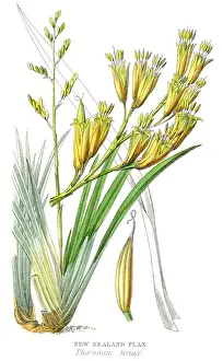 Flax Prints: New Zealand flax plant botanical engraving 1857