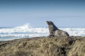 Breaker Collection: New Zealand Fur Seal -Arctocephalus forsteri-, Otago Region, South Island, New Zealand