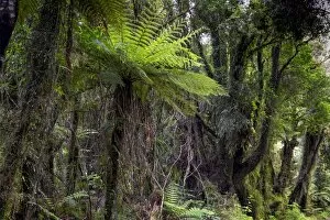 Images Dated 15th January 2013: New Zealand jungle with Silver Ferns -Cyathea dealbata-, Ruatapu, West Coast Region, New Zealand