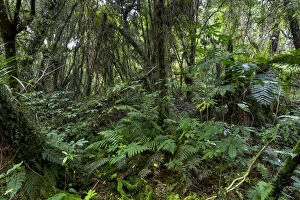 Images Dated 15th January 2013: New Zealand jungle with Silver Ferns -Cyathea dealbata-, Ruatapu, West Coast Region, New Zealand