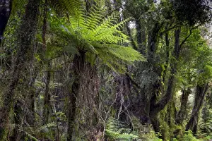 Cyatheales Prints: New Zealand jungle with Silver Ferns -Cyathea dealbata