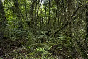 Cyatheales Prints: New Zealand jungle with Silver Ferns -Cyathea dealbata