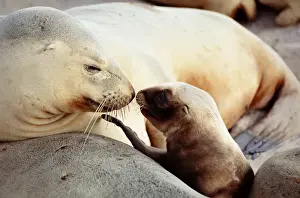 Seal Pup Prints: New Zealand Sea Lion (Phocarctos Hookeri), Enderby Island, New Zealand