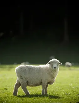 Coolbiere Collection Prints: New Zealand sheep in farm looking at camera