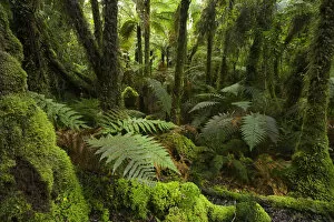 Lush Foliage Collection: New Zealand, South Island, West Coast, native bush