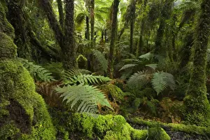 Green Prints: New Zealand, South Island, West Coast, native bush