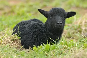 Images Dated 24th April 2012: Newborn black lamb on a meadow, Heligoland, Schleswig-Holstein, Germany