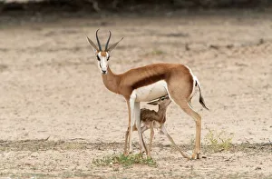 Namibia Collection: Newborn Springbok (Antidorcas marsupialis) Lamb Suckling