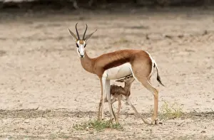 Namibia Prints: Newborn Springbok (Antidorcas marsupialis) Lamb Suckling