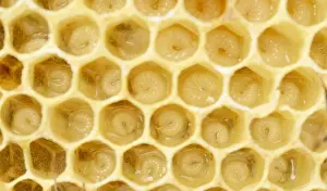 Honeycomb Prints: Newly-created wax comb of the honey bee -Apis mellifera var carnica- with larvae