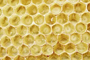 Newly-created wax comb of the honey bee -Apis mellifera var carnica- with larvae, worker bees, c. 5-7 days, in jelly