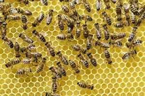 Images Dated 28th April 2012: Newly developed honeycomb with worker bees -Apis mellifera var. carnica-
