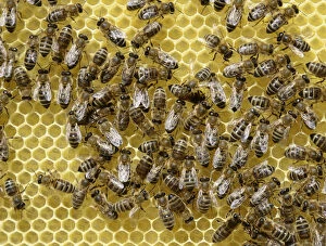 Newly developed honeycomb with worker bees -Apis mellifera var. carnica-