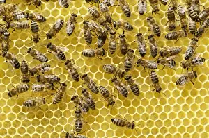 Honeycomb Prints: Newly developed honeycomb with worker bees -Apis mellifera var. carnica-