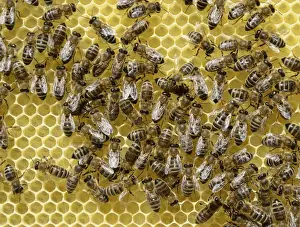 Newly developed honeycomb with worker bees -Apis mellifera var. carnica-