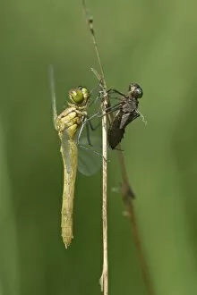 Anisoptera Gallery: Newly hatched Spotted Darter -Sympetrum depessiusculum- with exuvia, Canton of Geneva, Switzerland