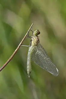 Grass Blade Prints: Newly hatched Spotted Darter -Sympetrum depessiusculum-, Canton of Geneva, Switzerland