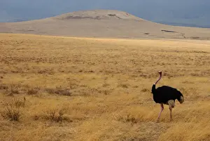 Caldera Prints: Ngorongoro Crater, Tanzania