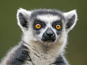 Images Dated 1st November 2016: Nice portrait of a ring-tailed lemur