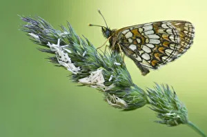 Marking Gallery: Nickerls Fritillary (Melitaea aurelia)