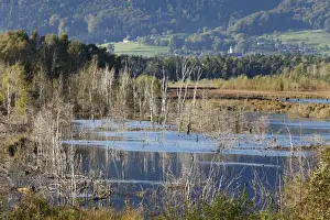 Bad Feilnbach Prints: Nicklheimer Moor, peat bogs between Raubling and Bad Feilnbach