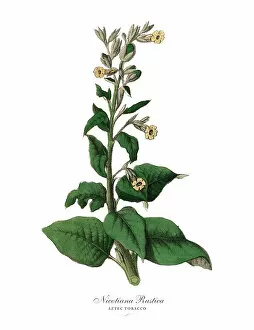 Images Dated 18th February 2019: Nicotiana rustica, Aztec Tobacco Plants, Victorian Botanical Illustration