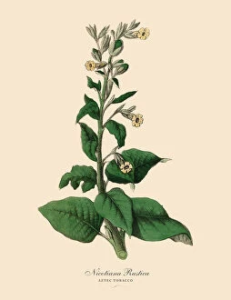 Uncultivated Gallery: Nicotiana rustica, Aztec Tobacco Plants, Victorian Botanical Illustration