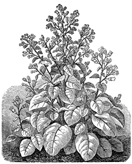 Syria Prints: Nicotiana rustica (Syrian tobacco)