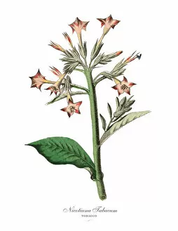 Images Dated 18th February 2019: Nicotiana Tabacum, Tobacco Plants, Victorian Botanical Illustratio