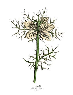 Images Dated 19th February 2019: Nigella or Devil-In-A-Bush Plants, Victorian Botanical Illustration
