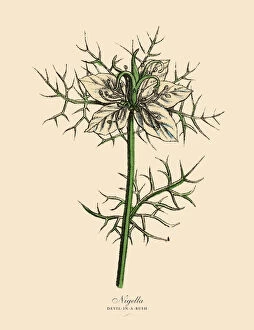 Nigella or Devl-In-A-Bush Plants, Victorian Botanical Illustration