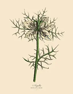 Exoticism Prints: Nigella or Devl-In-A-Bush Plants, Victorian Botanical Illustration