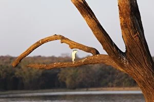 Karnataka Gallery: Night heron -Nycticorax nycticorax- on skeleton tree in the reservoir, Kabini Reservoir