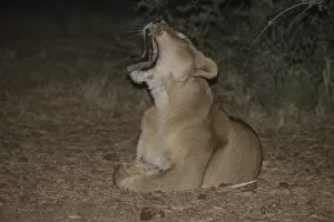 Night scene, lioness -Panthera leo- yawning, Namibia
