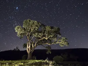Jose A Bernat Bacete Prints: In the night with a sky full of stars and a tree