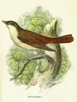 Beak Gallery: Nightingale engraving 1896
