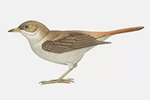 Nightingale (Luscinia megarhynchos), with brown wings and red tail, side view