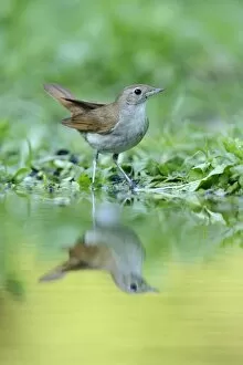 Nightingale -Luscinia megarhynchos- with its reflection in the water, Rhodopes, Bulgaria