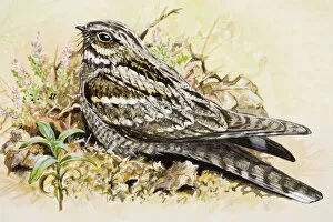 Images Dated 29th June 2007: Nightjar (Caprimulgus europaeus), sitting on the ground, side view