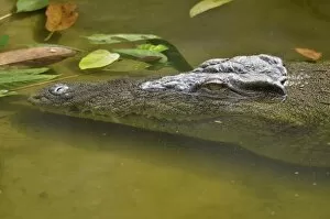 Nile crocodile or common crocodile -Crocodylus niloticus-, A┬á Limbe, Carmoon, Central Africa, Africa
