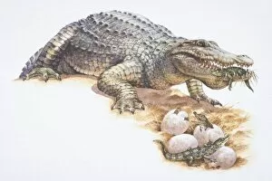 Nile Crocodile, Crocodlyus niloticus, caring for newly-hatched young, holdling one small hatchling in her mouth