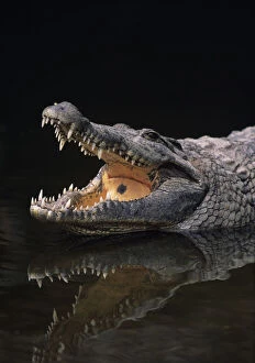 Images Dated 13th February 2006: Nile crocodile (Crocodylus niliticus) standing in water with open jaws, Kenya