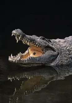 Nile crocodile (Crocodylus niliticus) standing in water with open jaws, Kenya