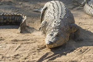 Nile Crocodile -Crocodylus niloticus-, crocodile farm, Otjiwarongo, Namibia