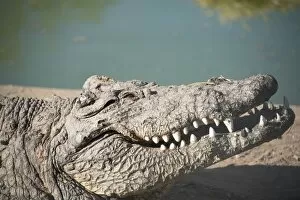 Images Dated 16th August 2012: Nile Crocodile -Crocodylus niloticus-, Otjiwarongo Crocodile Ranch, Otjiwarongo, Namibia