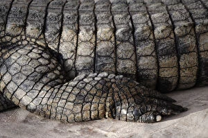 Images Dated 19th September 2010: Nile crocodile -Crocodylus niloticus-, detail of leg, crocodile farm, Djerba, Tunisia, Maghreb