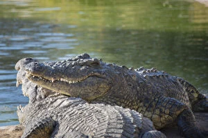 Nile Crocodiles -Crocodylus niloticus-, crocodile farm, Otjiwarongo, Namibia
